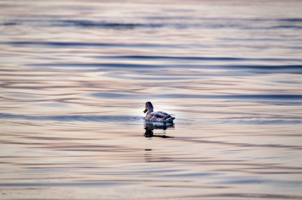 Sea Duck